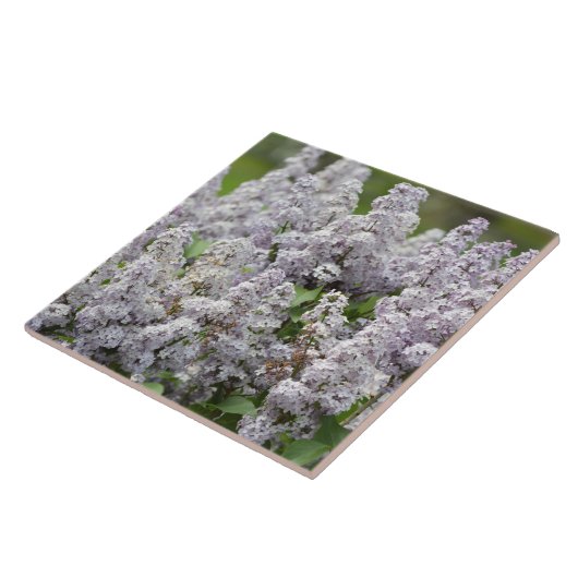 Flieder Fliese (Seite)