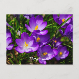 Flieder-Krokusse Danke-Postkarte Postkarte