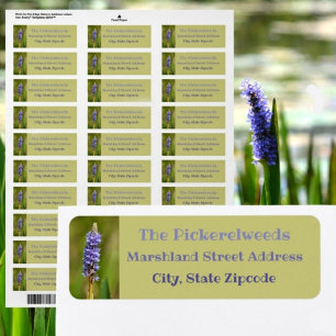 Flieder Lila Pickerelweed-Blüte Botanisch Floral