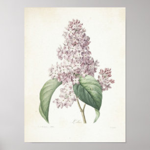 Flieder oder Lilas Poster
