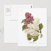 Flieder Postkarte (Vorne/Hinten)