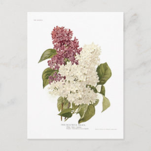 Flieder Postkarte