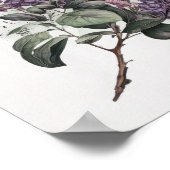 Fliederblumen-Kunstposter Poster (Ecke)