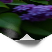 Fliederblüte Poster (Ecke)