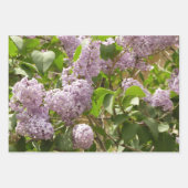 Fliederbusch schöne lila Frühlingsblumen Geschenkpapier Set (Vorderseite)