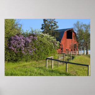 Fliederbüsche in Blüte und Elstern in den Bäumen Poster