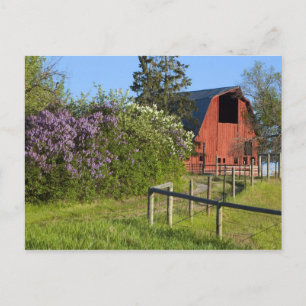 Fliederbüsche in Blüte und Elstern in den Bäumen Postkarte