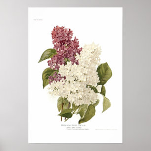 Fliedern Poster