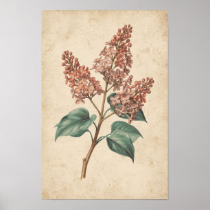 Fliederzweig Botanische Studie auf Elfenbein Poster