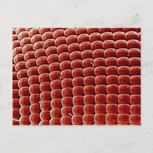 Fliege - Auge Postkarte (Vorderseite)