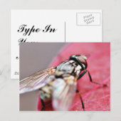 Fliege Insekt Postkarte (Vorne/Hinten)