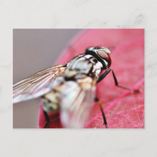 Fliege Insekt Postkarte (Vorderseite)
