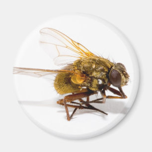 Fliege Magnet
