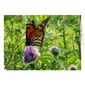 Fliege mit einem defekten Flügel, Monach