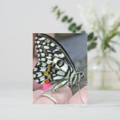 Fliege Postkarte (Stehend Vorderseite)