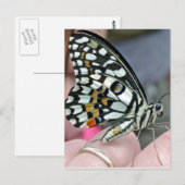Fliege Postkarte (Vorne/Hinten)