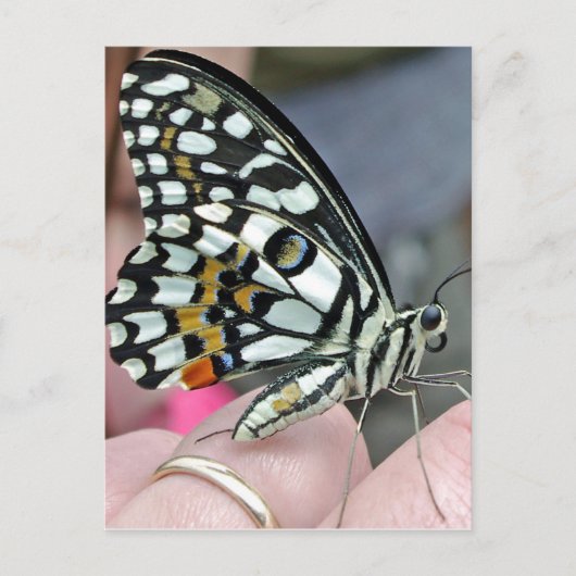 Fliege Postkarte (Vorderseite)