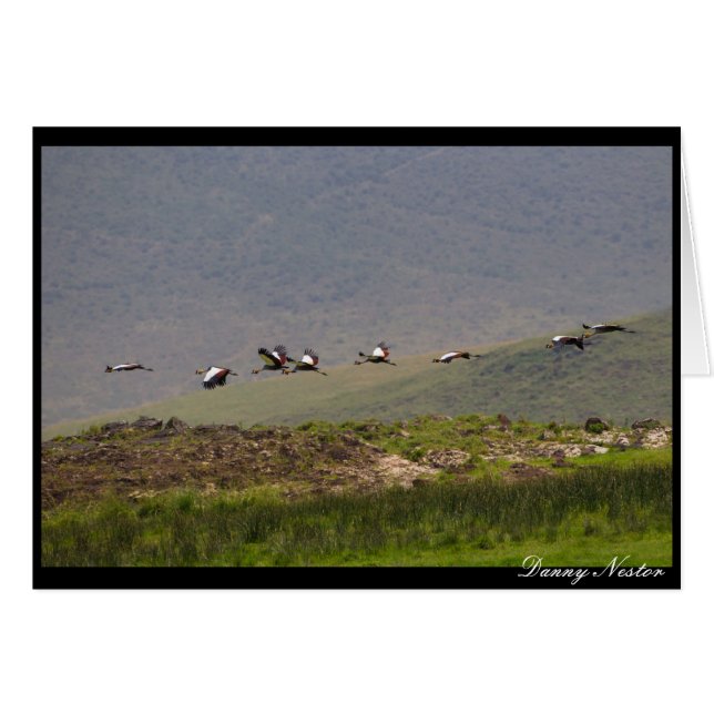 Fliegen (Vorderseite (Horizontal))