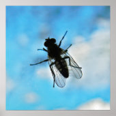 Fliegen auf Glas Poster (Vorne)