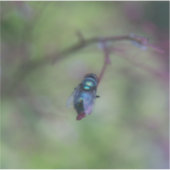 Fliegen Aufkleber (Vorderseite)