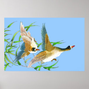 Fliegen duckt Plakat Zeichnen