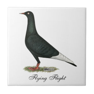 Fliegen-Flug-Schwarz-Taube Fliese