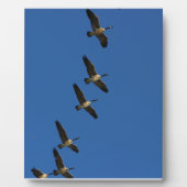 Fliegen Fotoplatte (Vorderseite)