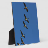 Fliegen Fotoplatte (Seite)