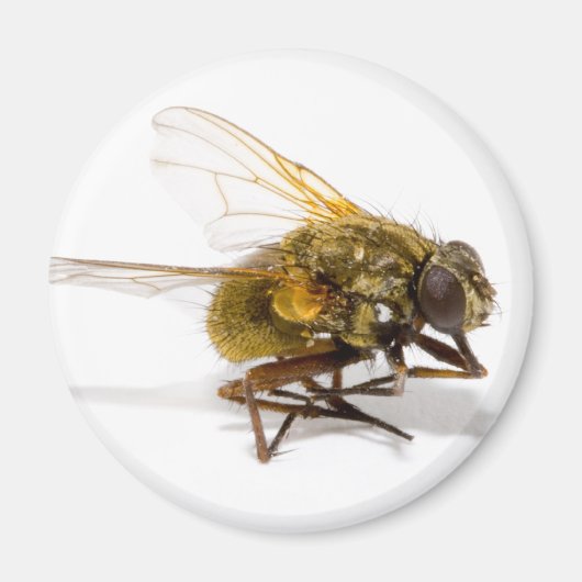 Fliegen Magnet (Vorne)