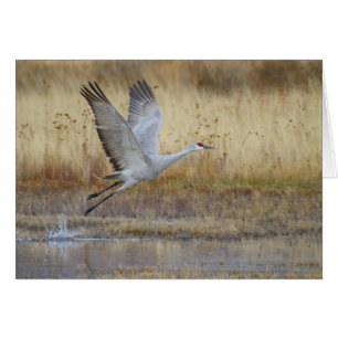 Fliegen mit mir Sandhill Crane