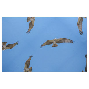 Fliegen Osprey mit einem Ziel im Anblick Stoff
