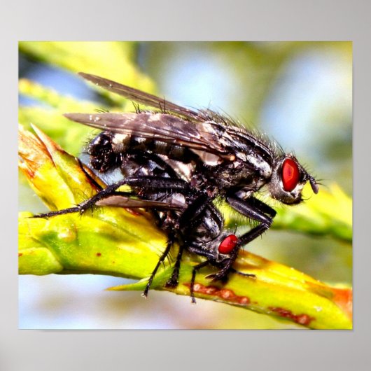 Fliegen Poster (Vorne)