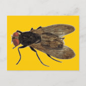 Fliegen Postkarte (Vorderseite)