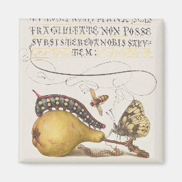 Fliegen, Raupe, Birne und Zentipede aus Mira Magnet