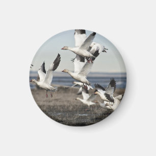 Fliegen-Schnee-Gänse Magnet