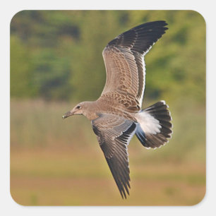 Fliegen-Seemöven-Aufkleber Quadratischer Aufkleber