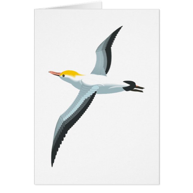 Fliegen-Seemöwe (Vorne)