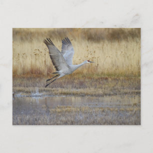 Fliegen Sie mit mir Postkarte