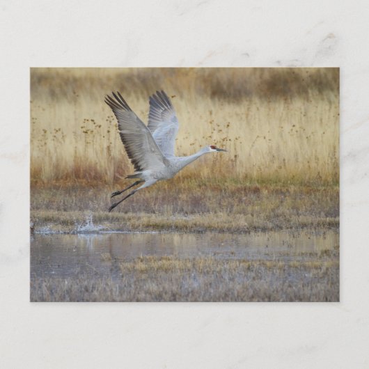 Fliegen Sie mit mir Postkarte (Vorderseite)