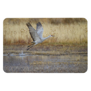 Fliegen Sie mit mir Sandhill Crane Magnet