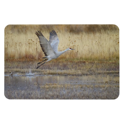 Fliegen Sie mit mir Sandhill Crane Magnet (Horizontal)