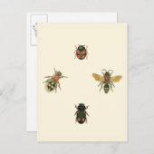 Fliegen und Käfer durch Visions-Studio Postkarte (Vorne/Hinten)
