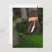 Fliegen weg postkarte (Vorne/Hinten)