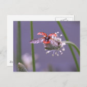 Fliegen weg Zuhause Postkarte (Vorne/Hinten)