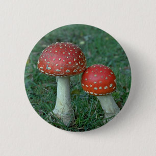 Fliegenblätterpilze (Wulstling muscaria) Button