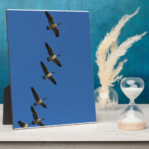 Fliegend Fotoplatte