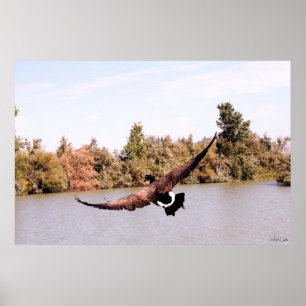 fliegende Ente mit voller Flügelspannweite über Wa Poster
