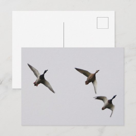 Fliegende Enten Postkarte  (Vorne/Hinten)