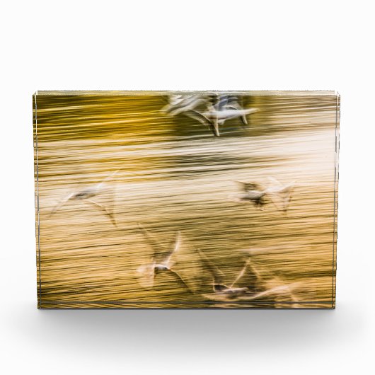 Fliegende Möwen - abstrakt Fotoblock (Vorderseite)