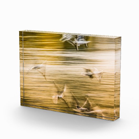 Fliegende Möwen - abstrakt Fotoblock (Rechts)